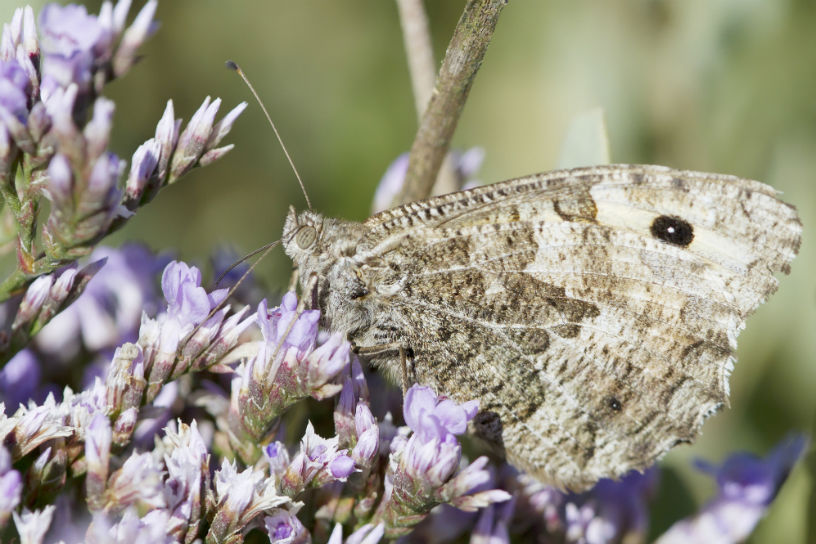Vlinder in de heide