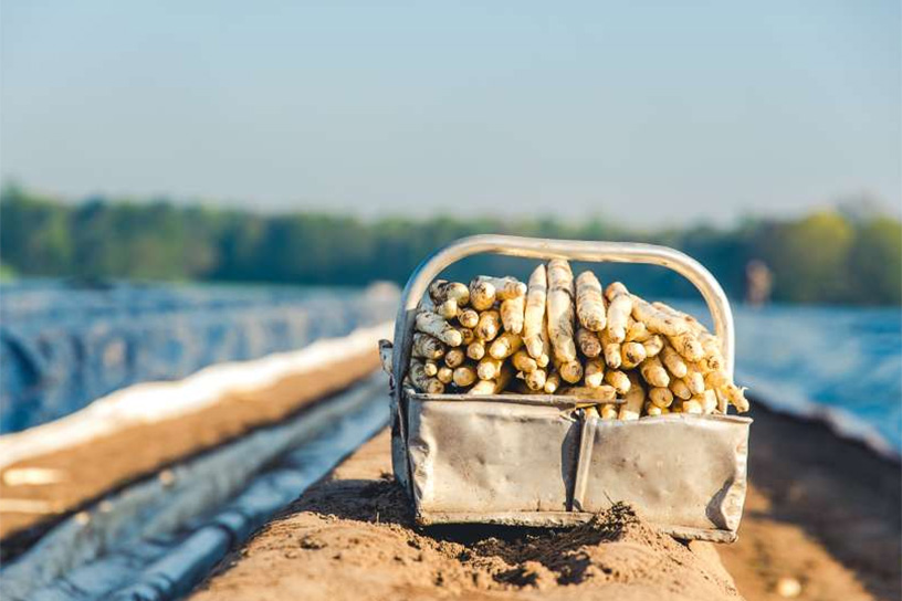 Verse asperges in een mandje