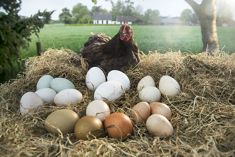 Een kip die eieren heeft gelegd