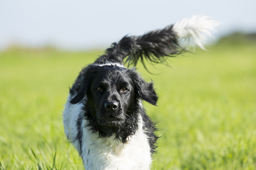 Een Friese Stabij die rent in de wei
