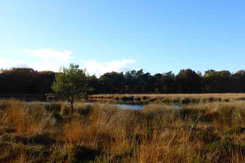 Blauwe lucht met heide en een vijver