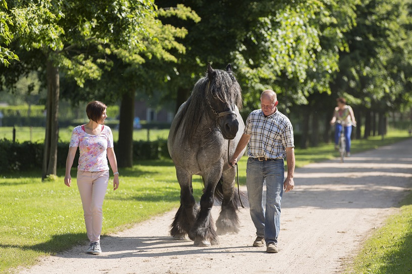 Wandelen met paard