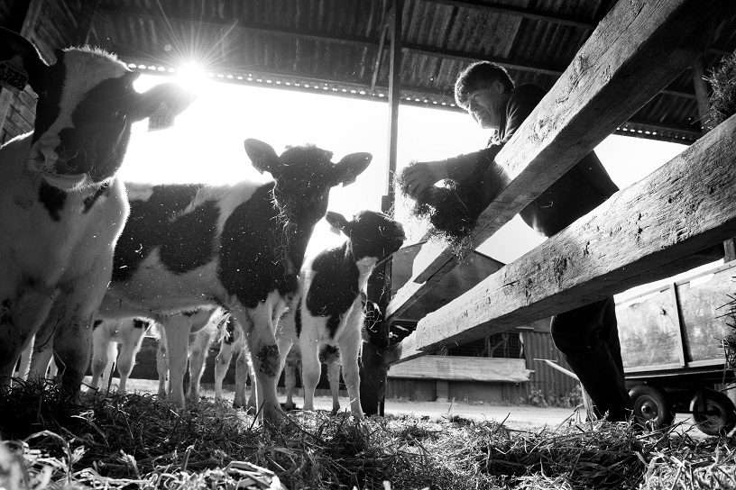 Koeien in het stro met de boer