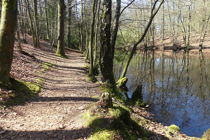 wandelpad door bos langs water
