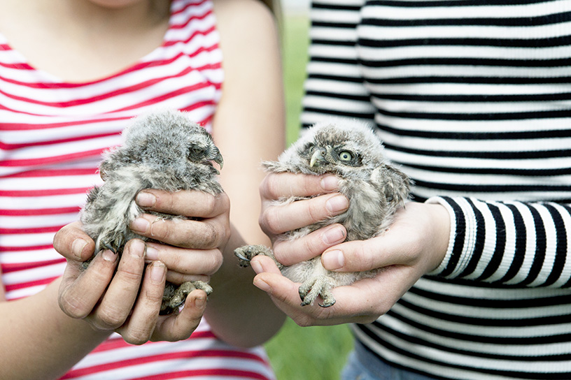 Kleine uiltjes ringen