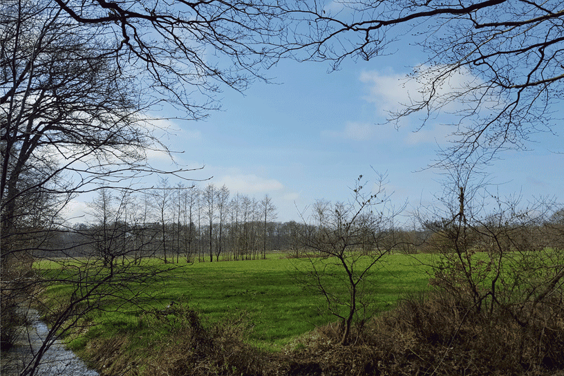 Groen weiland met nog kale bomen in Beetsterzwaag