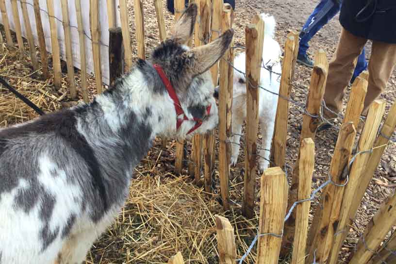 Met de banden van de bult af sleeÃ«n