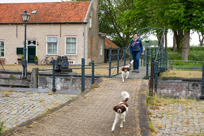 Mevrouw met honden aan het wandelen
