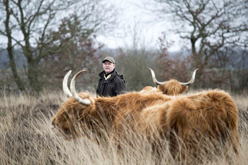 Schotse hooglander op de heide met natuurbeheerder