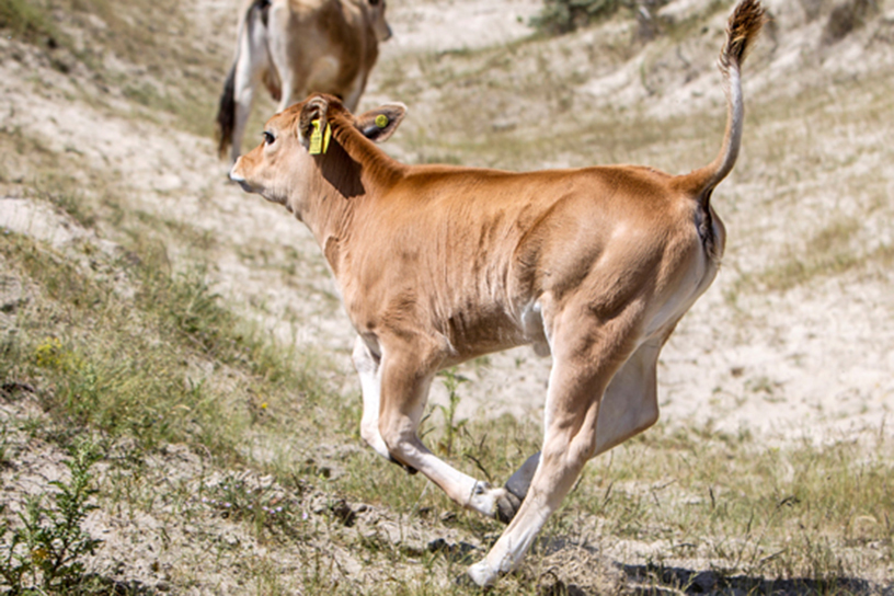 Een MaraÃ®chine-koe