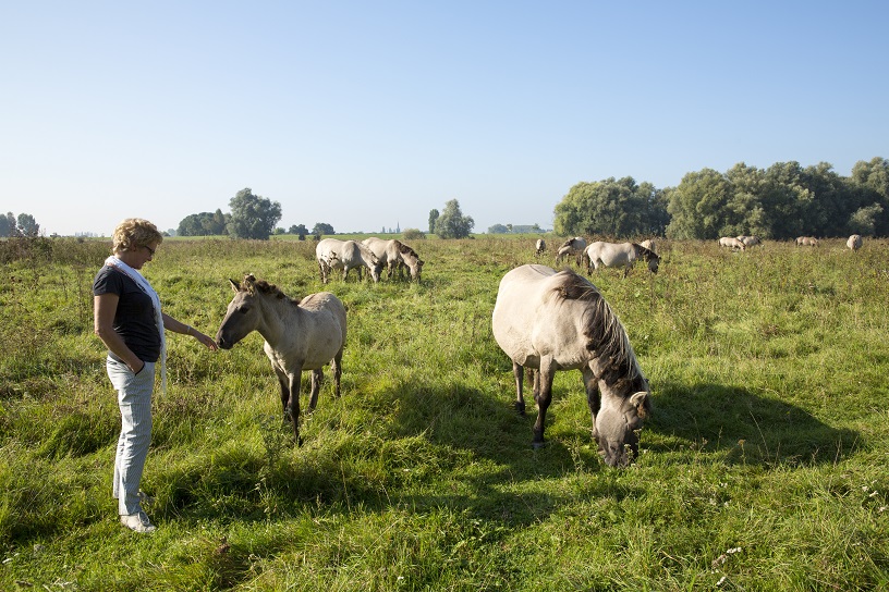 Marie-Jose in de weide tussen de paarden