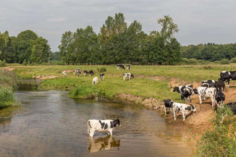 koeien op gras en in een plas met water