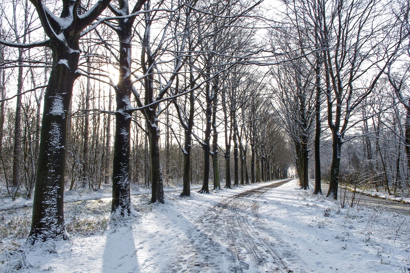 Sneeuw in het bos met kale bomen in Voorschoten