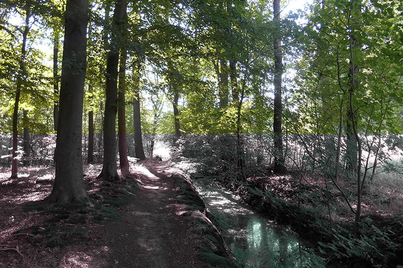 Wandelen door het bos in Ommen