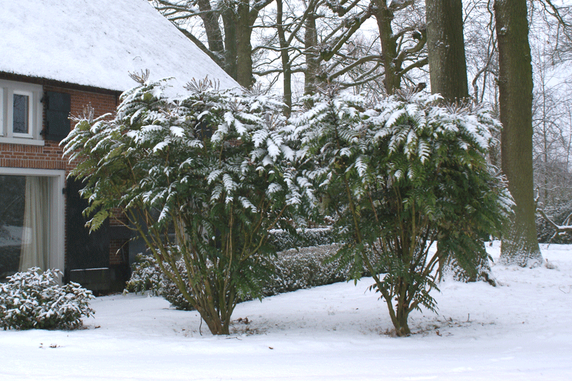 Huis met sneeuw en bomen