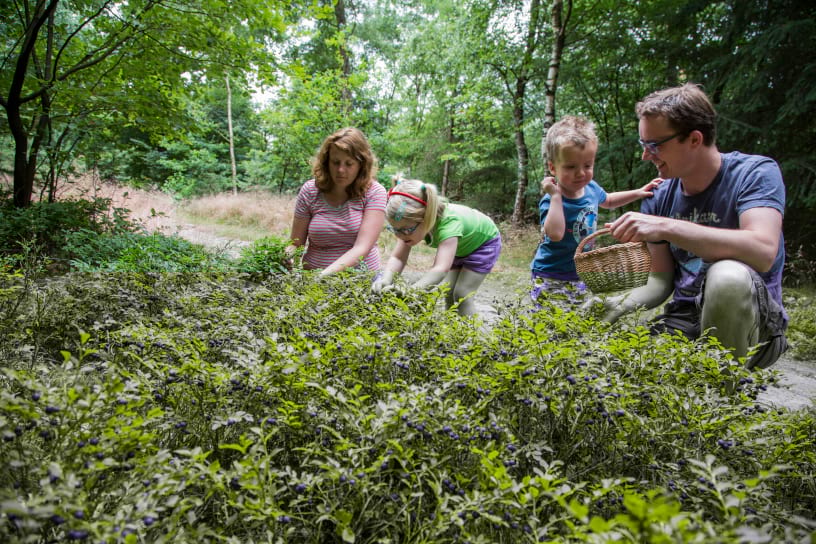 Ouders zijn bosbessen aan het plukken met hun kinderen