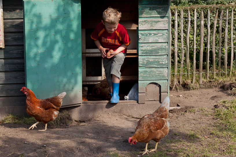 Kippen en een jongetje bij een kippenhok