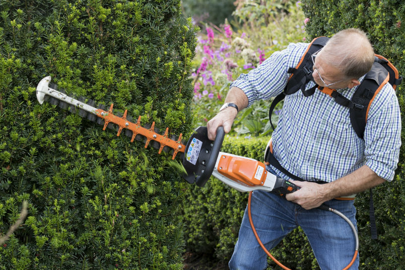 Snoeien van een taxus 