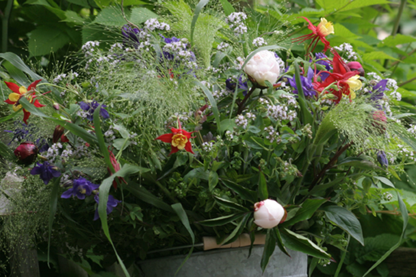 schikking met akelei