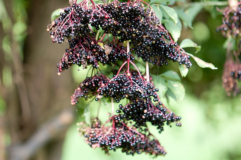 Vlierbessen aan een tak