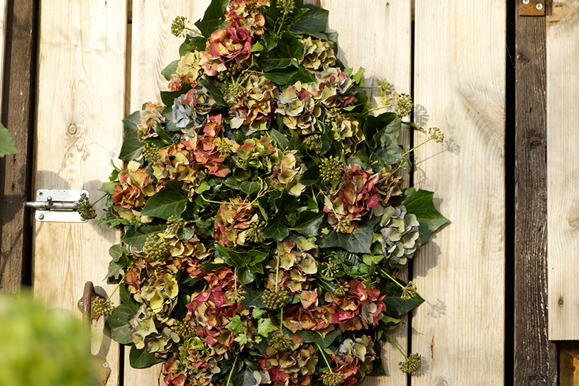 schikking van hortensia's 