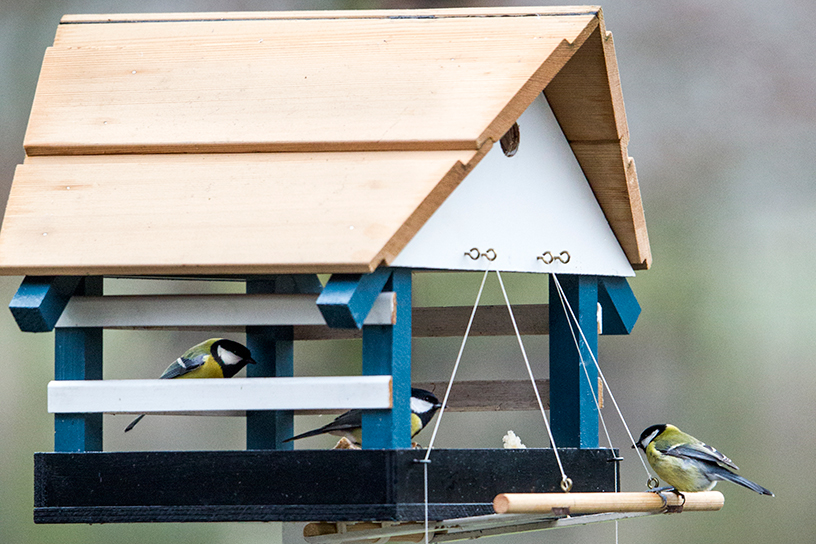 Vogels in een vogelhuisje