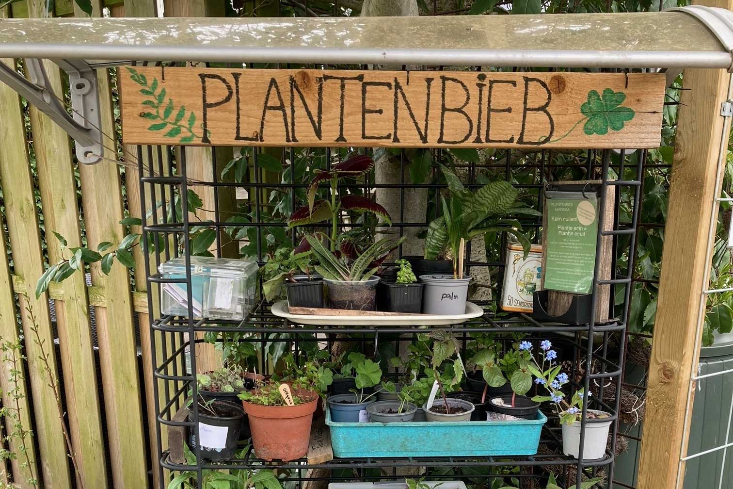 Ken je dat? Dan heb je gezaaid en ben je blij met alle jonge plantjes en dan moet je constateren dat het echt niet allemaal in je tuin past. 