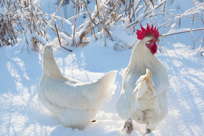 Kippen in in de sneeuw