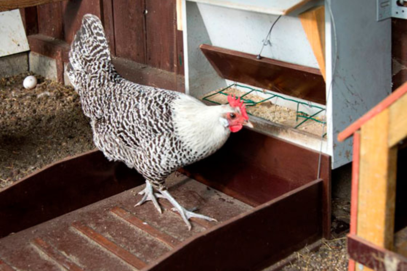 Klep voor kippenvoer met een kip