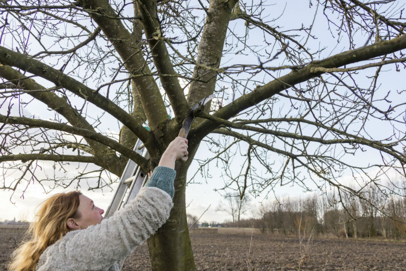 Lotte snoeit fruitbomen