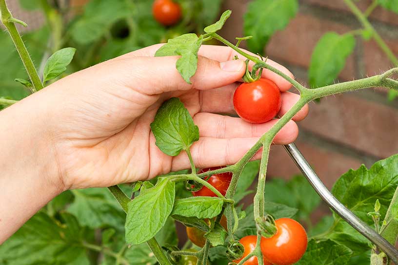 Heeft u deze zomer veel tomaten in de tuin? Probeer dan eens tomatenjam. Deze jam is niet zoet, maar hartig en erg lekker bij kaas, als dipsaus, bij een borrelplank of op een hamburger. 