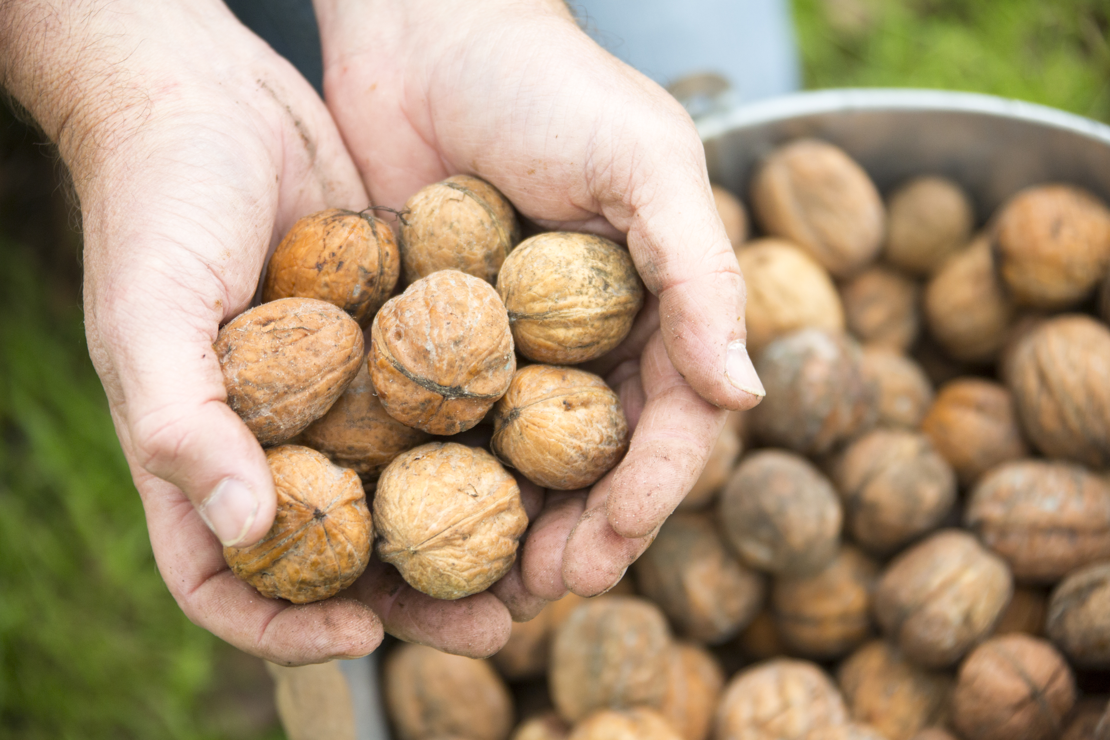 Een hand vol walnoten